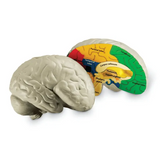 Soft Foam Cross-Section Human Brain Model - Modern Teaching Aids NZ
