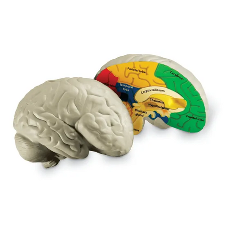 Soft Foam Cross-Section Human Brain Model - Modern Teaching Aids NZ