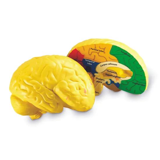 Soft Foam Cross-Section Human Brain Model - Modern Teaching Aids NZ