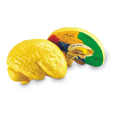 Soft Foam Cross-Section Human Brain Model - Modern Teaching Aids NZ