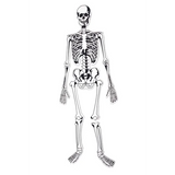 Skeleton Floor Puzzle - 15 Pieces - Modern Teaching Aids NZ
