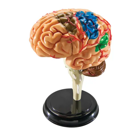 Brain Anatomy Model - Modern Teaching Aids NZ