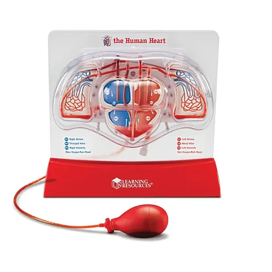 Pumping Heart Model - Modern Teaching Aids NZ