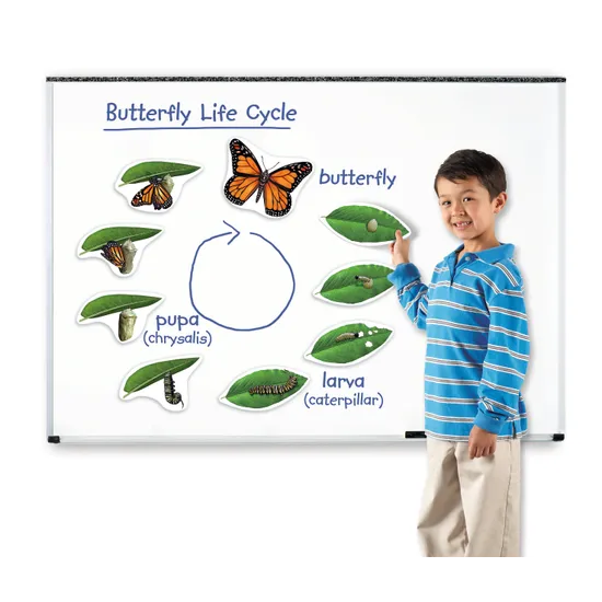 Giant Magnetic Butterfly Life Cycle Set - 9 Pieces - Modern Teaching Aids NZ
