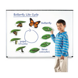 Giant Magnetic Butterfly Life Cycle Set - 9 Pieces - Modern Teaching Aids NZ