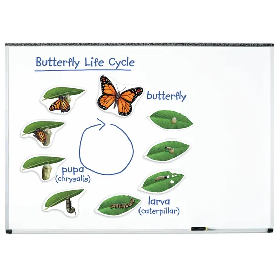 Giant Magnetic Butterfly Life Cycle Set - 9 Pieces - Modern Teaching Aids NZ