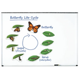 Giant Magnetic Butterfly Life Cycle Set - 9 Pieces - Modern Teaching Aids NZ