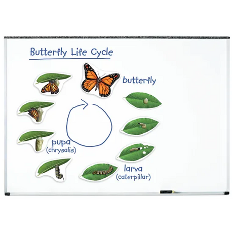Giant Magnetic Butterfly Life Cycle Set - 9 Pieces - Modern Teaching Aids NZ