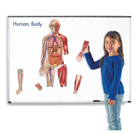 Double Sided Magnetic Human Body - 17 Pieces - Modern Teaching Aids NZ