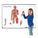 Double Sided Magnetic Human Body - 17 Pieces - Modern Teaching Aids NZ