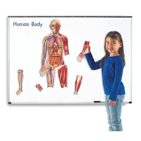 Double Sided Magnetic Human Body - 17 Pieces - Modern Teaching Aids NZ