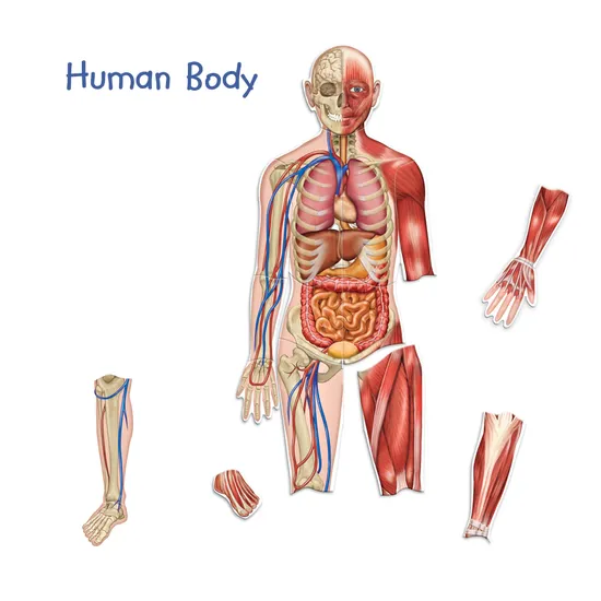 Double Sided Magnetic Human Body - 17 Pieces - Modern Teaching Aids NZ