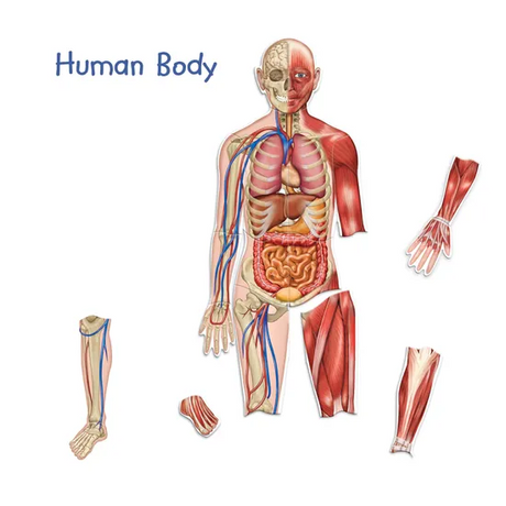 Double Sided Magnetic Human Body - 17 Pieces - Modern Teaching Aids NZ