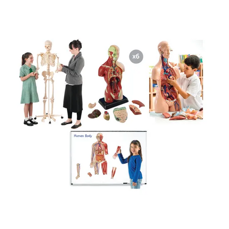 Human Anatomy & Skeleton Class Pack - Modern Teaching Aids NZ