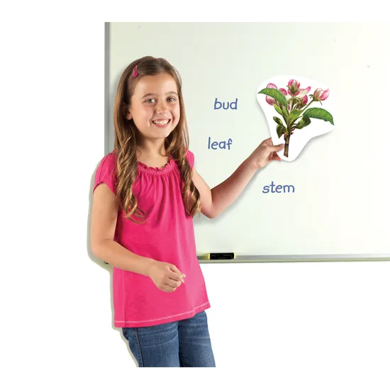 Giant Magnetic Plant Life Cycle Set - 12 Pieces - Modern Teaching Aids NZ