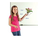 Giant Magnetic Plant Life Cycle Set - 12 Pieces - Modern Teaching Aids NZ