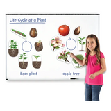 Giant Magnetic Plant Life Cycle Set - 12 Pieces - Modern Teaching Aids NZ
