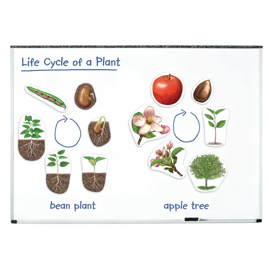 Giant Magnetic Plant Life Cycle Set - 12 Pieces - Modern Teaching Aids NZ