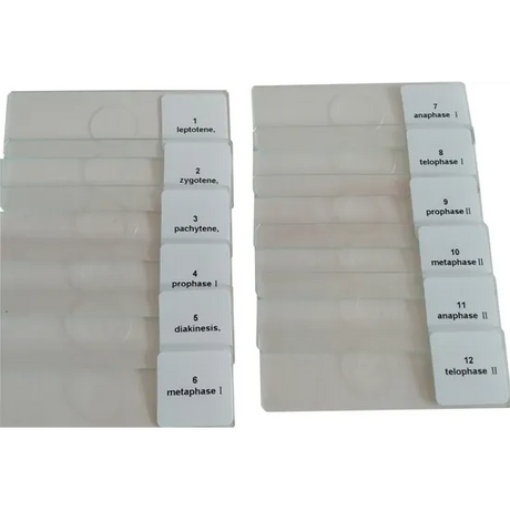 Slide Set - Meiosis of Onion - 12 pieces - Modern Teaching Aids NZ