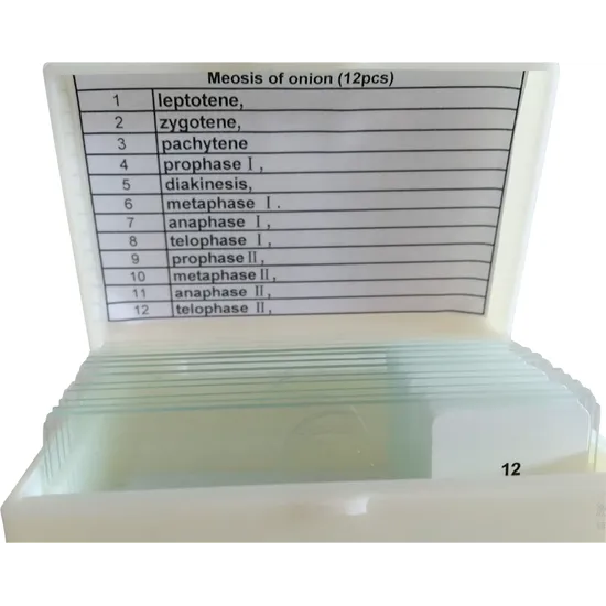 Slide Set - Meiosis of Onion - 12 pieces - Modern Teaching Aids NZ