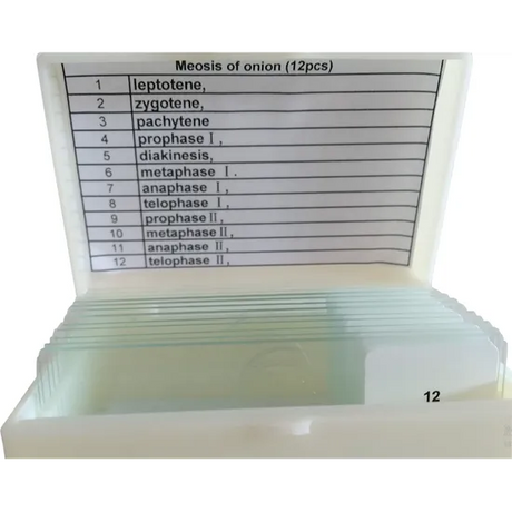 Slide Set - Meiosis of Onion - 12 pieces - Modern Teaching Aids NZ