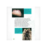 The Living Rain Forest Level 25-26 - Modern Teaching Aids NZ