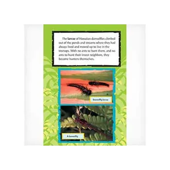 Hawaiian Magic  lev 29-30 - Modern Teaching Aids NZ