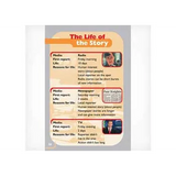 News Flash!  Level 31 - Modern Teaching Aids NZ