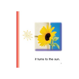 Sunflower - Modern Teaching Aids NZ