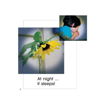Sunflower - Modern Teaching Aids NZ