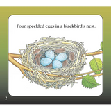 Blackbird's Nest  Level 9-11 - Modern Teaching Aids NZ