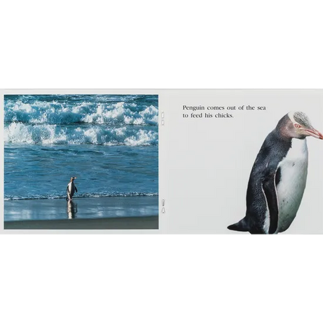 Penguins Chicks - Modern Teaching Aids NZ