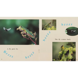 The Praying Mantis  Level 6-8 - Modern Teaching Aids NZ