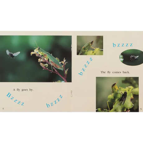 The Praying Mantis  Level 6-8 - Modern Teaching Aids NZ