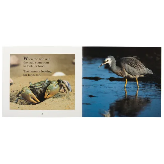 Snap! Splash!   Level 9-11 - Modern Teaching Aids NZ