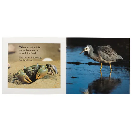 Snap! Splash!   Level 9-11 - Modern Teaching Aids NZ