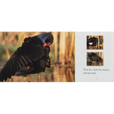 Swamp Hen - Modern Teaching Aids NZ