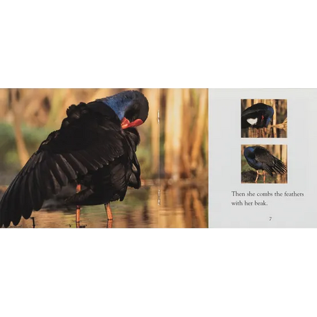 Swamp Hen - Modern Teaching Aids NZ