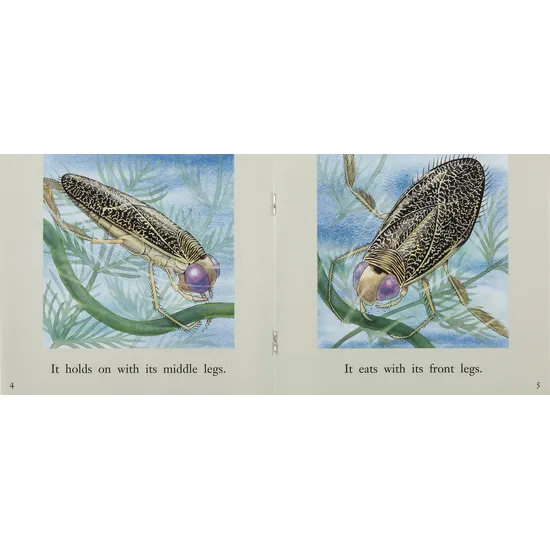 The Water Boatman - Modern Teaching Aids NZ