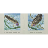 The Water Boatman - Modern Teaching Aids NZ