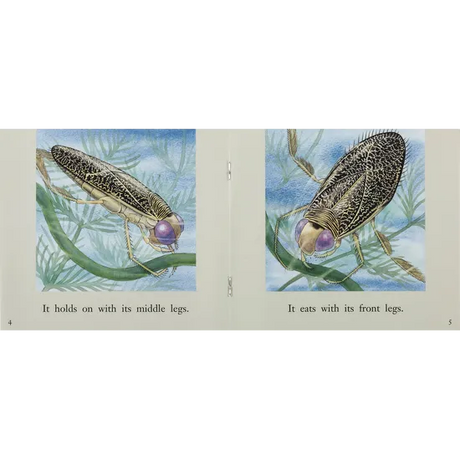 The Water Boatman - Modern Teaching Aids NZ