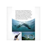 Searching for Sea Lions  Level 25-26 - Modern Teaching Aids NZ