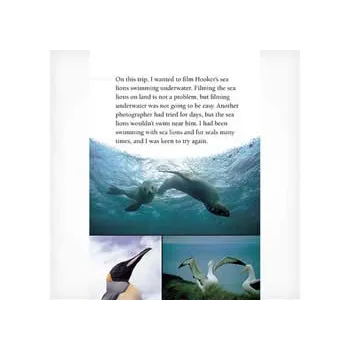 Searching for Sea Lions  Level 25-26 - Modern Teaching Aids NZ