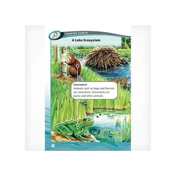 Lake Life  Level 25-26 - Modern Teaching Aids NZ