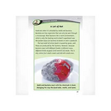 The Nosey Investigators  Level 25-26 - Modern Teaching Aids NZ