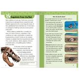 Digging up the Past & Fossil Hunters Level 31 - Modern Teaching Aids NZ