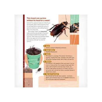 Survivors - Modern Teaching Aids NZ