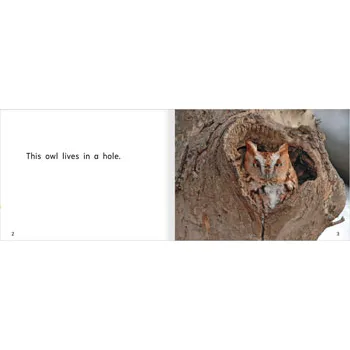 Holes Level 3-5 - Modern Teaching Aids NZ