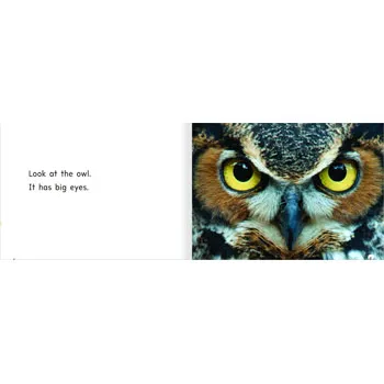 Look at the Eyes Level 3-5 - Modern Teaching Aids NZ