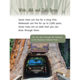 Tall Trees - Modern Teaching Aids NZ